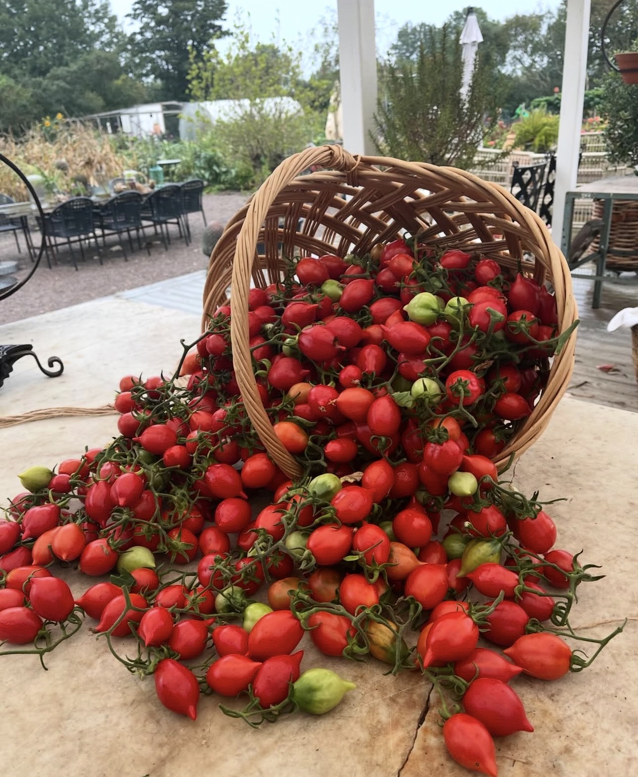 Nyskördade tomater i korg